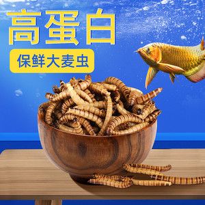 龍魚(yú)的飲食習(xí)性和可能的原因（龍魚(yú)吃魚(yú)糧不吃蝦怎么辦）