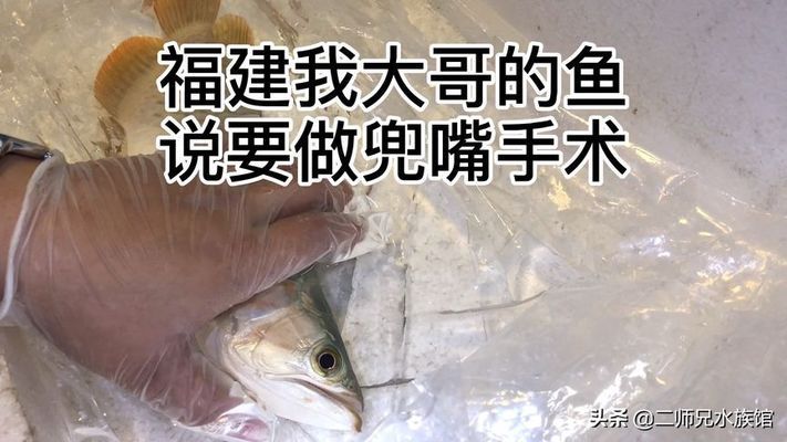 龍魚兜嘴手術(shù)后不吃食的原因及解決辦法（龍魚兜嘴手術(shù)后不吃食可能是由多種因素造成的）