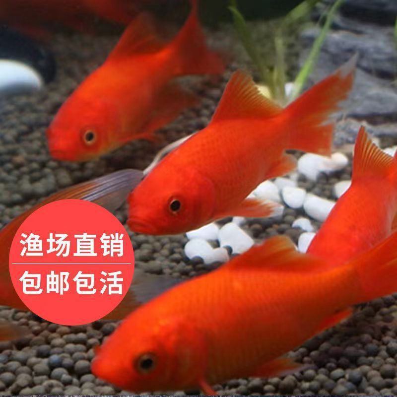 龍魚吃草金魚容易得病嗎（龍魚吃草金魚容易得病取決于多種因素，喂食草金魚應(yīng)注意） 龍魚百科 第2張