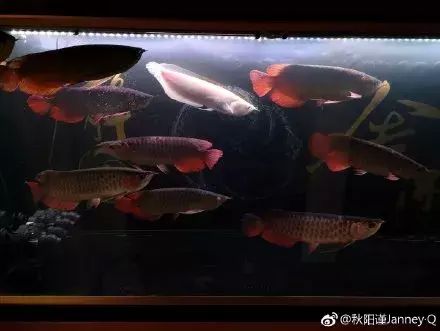 處理龍魚缸內(nèi)的龍魚蛋（在水族箱中發(fā)現(xiàn)龍魚蛋時處理方法取決于蛋的狀態(tài)和龍魚的性別） 龍魚百科 第2張