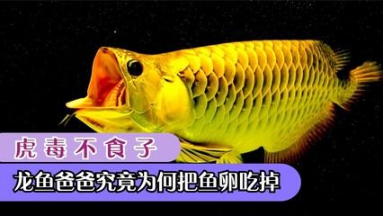 龍魚抽搐張嘴的原因（龍魚抽搐張嘴可能由多種因素引起） 龍魚百科 第4張