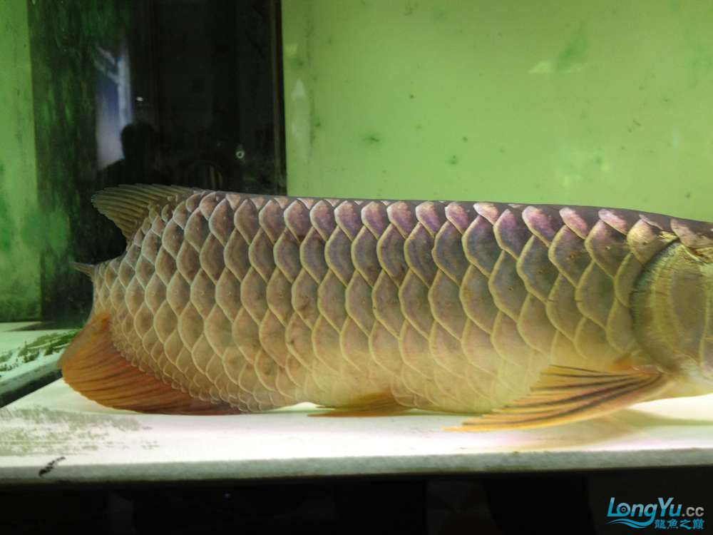 龍魚立鱗吃食狀態(tài)正常（龍魚在患有立鱗病的同時吃食狀態(tài)仍然保持正常，吃食狀態(tài)是重要指標(biāo)） 龍魚百科 第2張