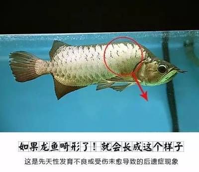 龍魚畸形的應(yīng)對(duì)措施（如何處理龍魚畸形） 龍魚百科 第5張