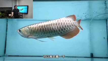 龍魚浮水面不動的解決方法（龍魚停在水面不動怎么辦） 龍魚百科 第4張