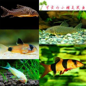 龍魚和三間鼠的混養(yǎng)大?。ɑ祓B(yǎng)龍魚和三間鼠魚哪個好？） 龍魚百科 第2張