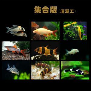 龍魚和三間鼠的混養(yǎng)大?。ɑ祓B(yǎng)龍魚和三間鼠魚哪個好？） 龍魚百科 第5張