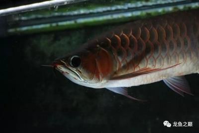 龍魚肚子有黑線的原因（龍魚肚子上的黑線可能由多種原因造成） 龍魚百科 第5張