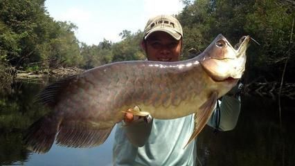 龍魚缸十大名牌排行榜（龍魚缸品牌排行榜） 龍魚百科 第2張