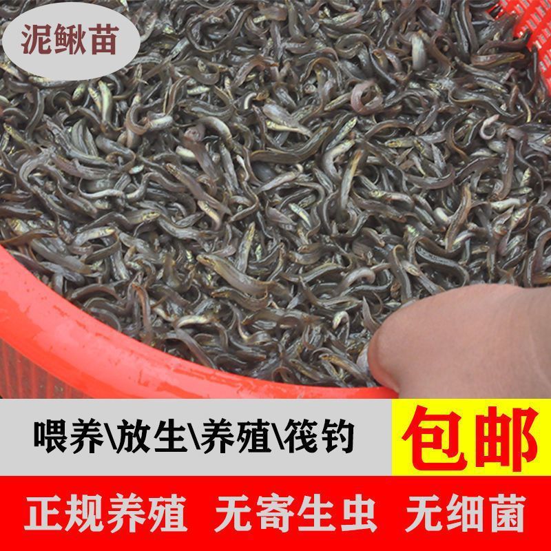 龍魚活餌殺菌方法（龍魚活餌殺菌方法：幾種有效的龍魚活餌殺菌方法） 龍魚百科 第3張