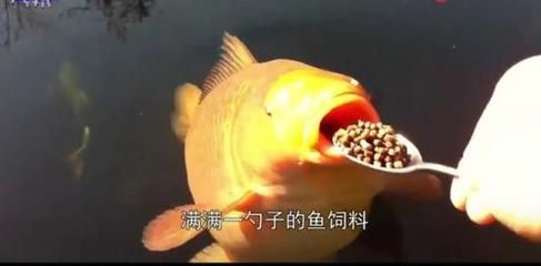 龍魚是否吃魚食（飼養(yǎng)龍魚需要注意的幾點）