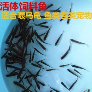 龍魚光喂飼料是否可行（龍魚可以僅靠飼料生存嗎？） 龍魚百科 第1張