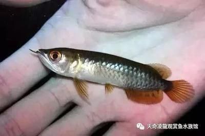 龍魚腹部有鼓起的包的原因（龍魚腹部鼓起的包可能由多種原因引起） 龍魚百科 第2張