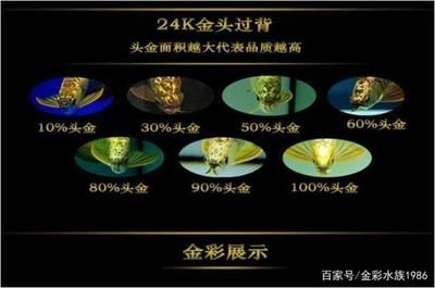 龍魚的分類和分布（龍魚是一種熱帶淡水魚類） 龍魚百科 第3張