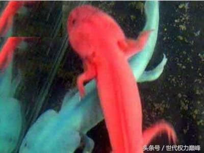 龍魚白眼的原因（龍魚白眼是什么原因引起的） 龍魚百科 第5張