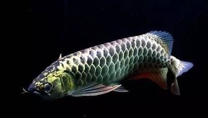 龍魚價(jià)格下降的時(shí)間（關(guān)于龍魚價(jià)格下降的具體時(shí)間點(diǎn)并沒有明確的數(shù)據(jù)） 龍魚百科 第1張