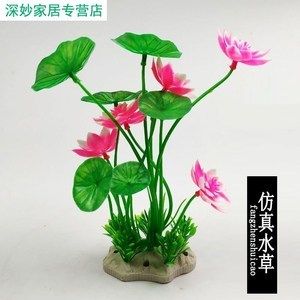 龍魚缸內(nèi)放置什么植物好（適合在魚缸中養(yǎng)殖的植物有哪些？） 龍魚百科 第4張