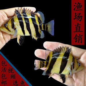 龍魚骨刺的相關(guān)信息（龍魚骨刺在養(yǎng)殖過程中需要注意什么？） 龍魚百科 第2張