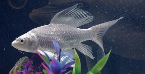 龍魚(yú)吃蝴蝶鯉飼料好嗎（龍魚(yú)吃蝴蝶鯉飼料是否好）