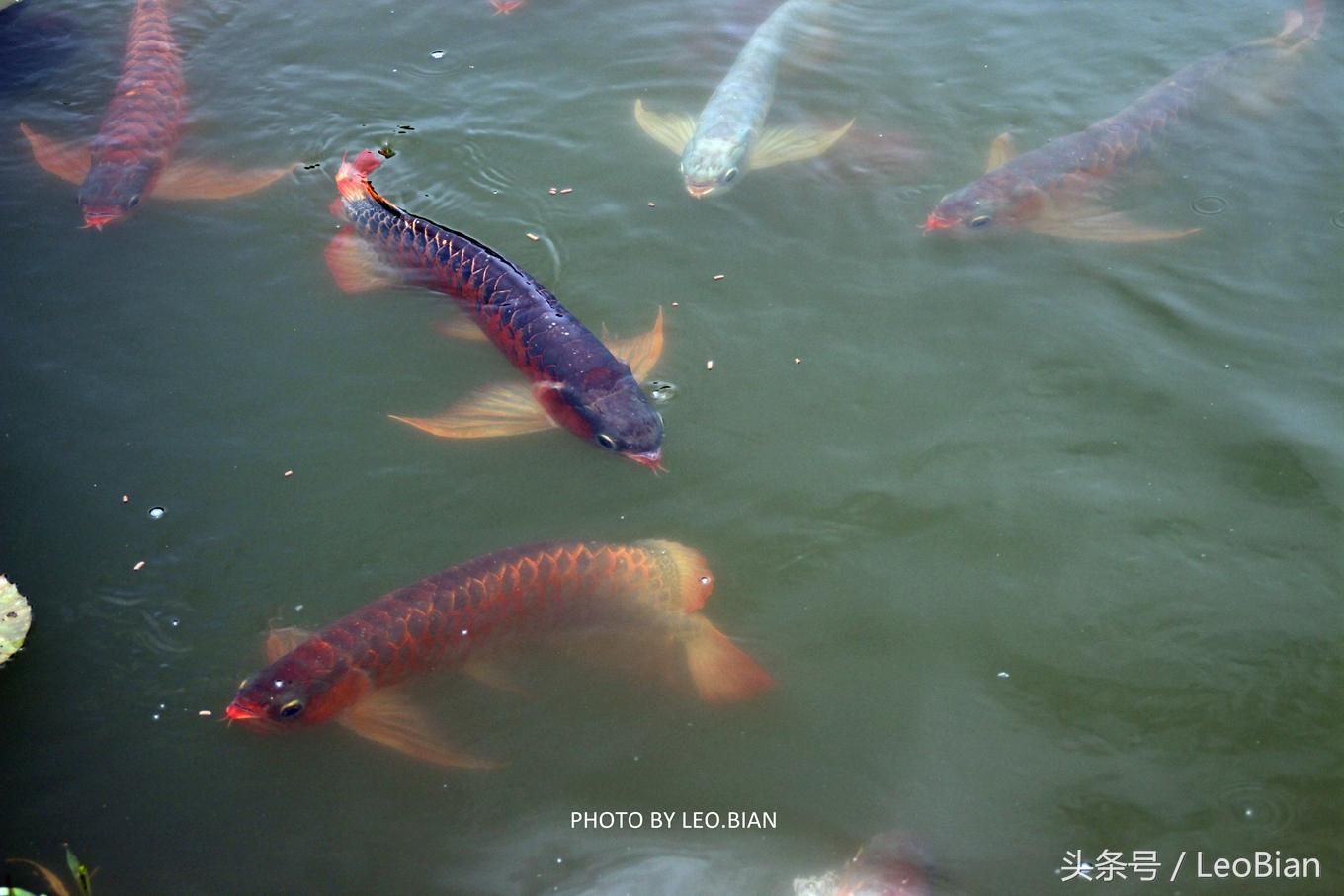 龍魚的來歷（龍魚是一種大型淡水熱帶魚，其起源可以追溯到遠(yuǎn)古時(shí)期） 龍魚百科 第5張