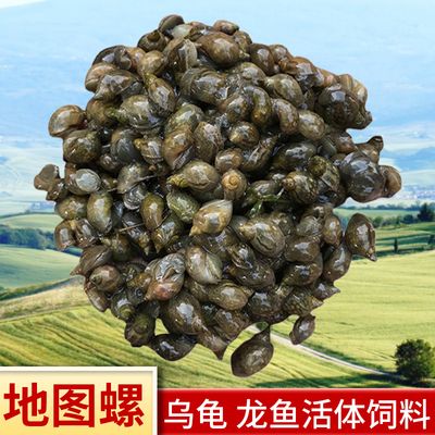 龍魚是否吃蝸牛（龍魚可以吃蝸牛嗎，） 龍魚百科 第1張