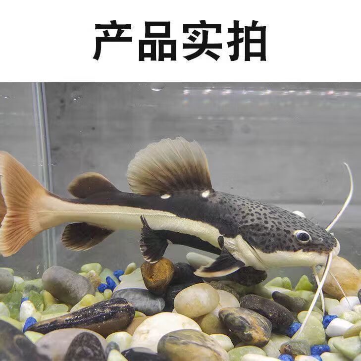 龍魚撞嘴的原因（龍魚一直撞缸是怎么回事？） 龍魚百科 第1張