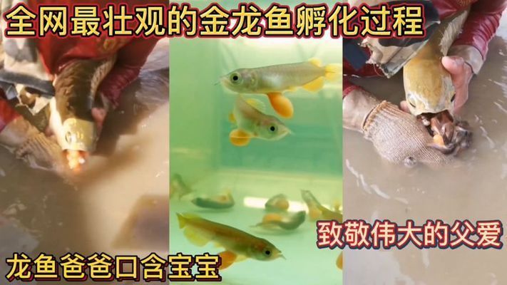 龍魚(yú)爸爸嘴里含寶寶100天不進(jìn)食的影響（雄性龍魚(yú)在含卵期間不吃東西會(huì)導(dǎo)致死亡嗎？）