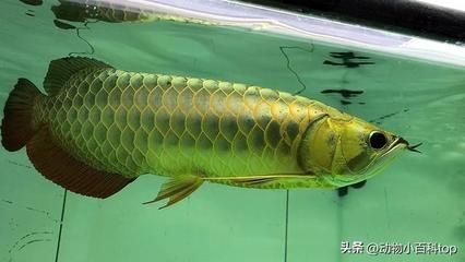 龍魚成年所需時(shí)間（龍魚的成長(zhǎng)周期）