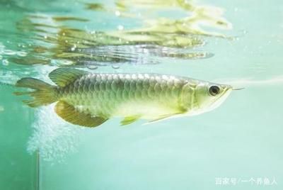 龍魚成年所需時(shí)間（龍魚的成長周期） 龍魚百科 第4張