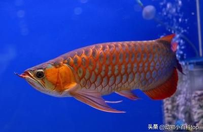 龍魚(yú)過(guò)背青龍最好的魚(yú)場(chǎng)排名（紅龍魚(yú)十大漁場(chǎng)排名） 龍魚(yú)百科 第5張