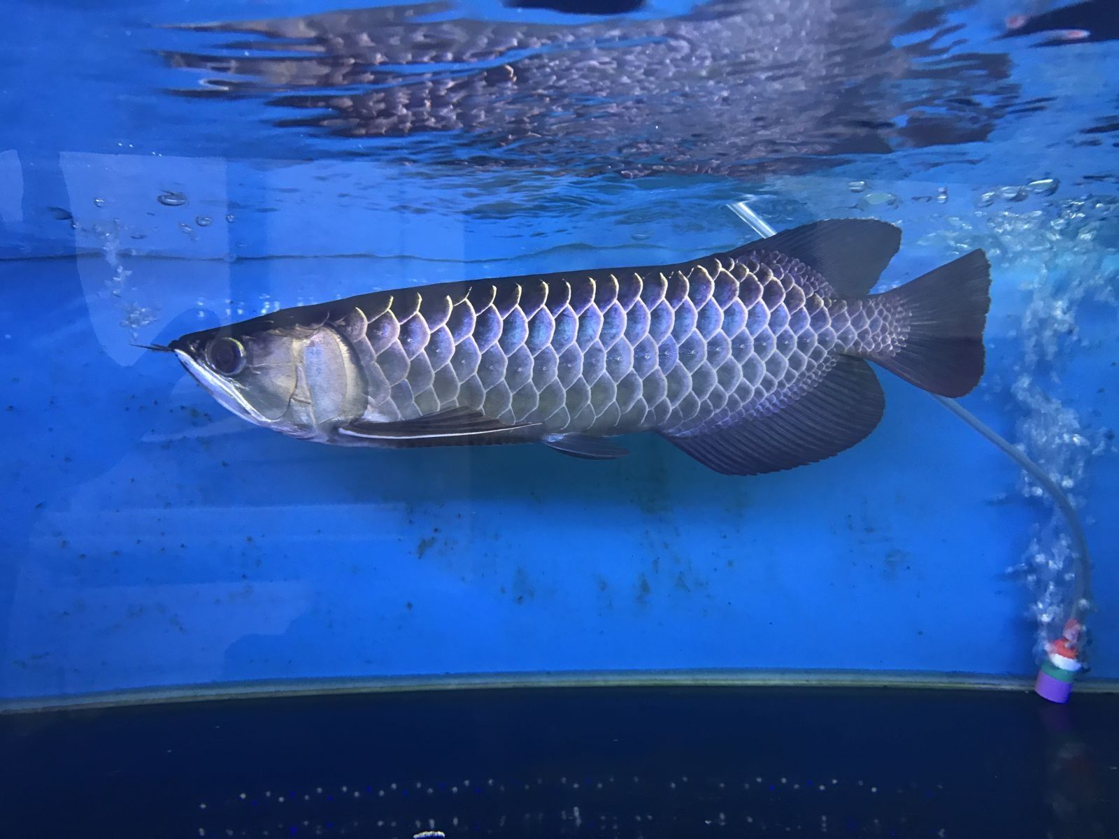 龍魚冬天水溫控制（冬季養(yǎng)龍魚時(shí)，水溫控制在26到28攝氏度之間最為適宜） 龍魚百科 第2張