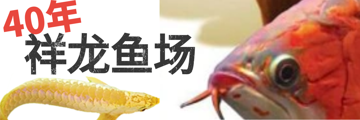 龍魚批發(fā)|祥龍魚場(chǎng)(廣州觀賞魚批發(fā)市場(chǎng))