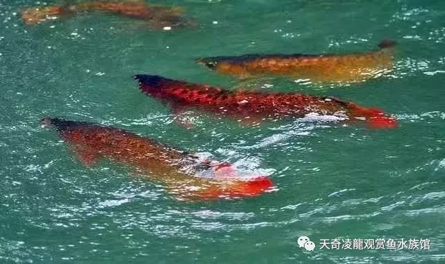 龍魚開燈不動關(guān)燈就到處游的原因分析（為什么龍魚在開燈時保持靜止、關(guān)燈后變得活躍？） 龍魚百科 第2張