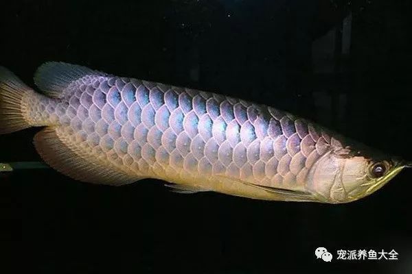 龍魚(yú)白眼病的醫(yī)治方法（如何治療龍魚(yú)白眼?。?龍魚(yú)百科 第2張