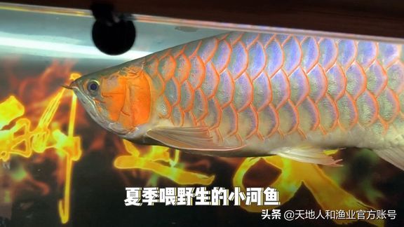 龍魚吃活食的檢疫（喂食活食的龍魚需要定期檢疫嗎，龍魚檢疫頻率為每年一次） 龍魚百科 第4張