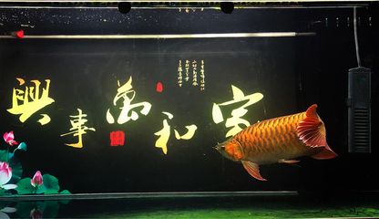 龍魚(yú)大小眼的原因分析（關(guān)于龍魚(yú)大小眼的成因）