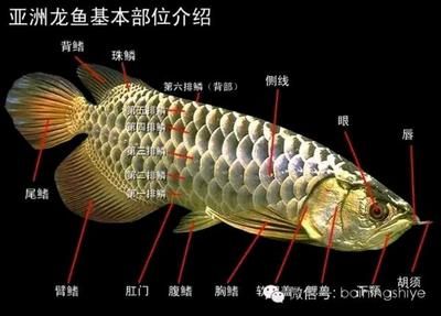 龍魚大小眼的原因分析（關于龍魚大小眼的成因） 龍魚百科 第4張