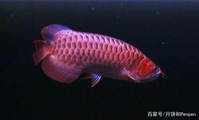 龍魚活食的消毒方法（給龍魚喂食活魚之前，可以通過上述方法對活魚的消毒） 龍魚百科 第4張