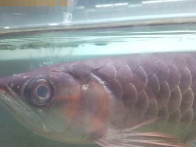 雷龍魚凸眼?。P(guān)于雷龍魚凸眼病的問題）