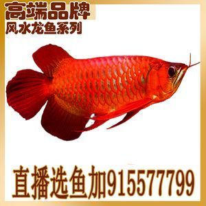 龍魚(yú)麻藥怎么用（龍魚(yú)麻藥使用方法） 龍魚(yú)百科 第5張