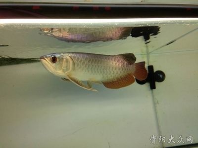 龍魚(yú)論壇（龍魚(yú)論壇為龍魚(yú)愛(ài)好者提供的在線(xiàn)交流平臺(tái)分享飼養(yǎng)心得和技術(shù)） 龍魚(yú)百科 第3張