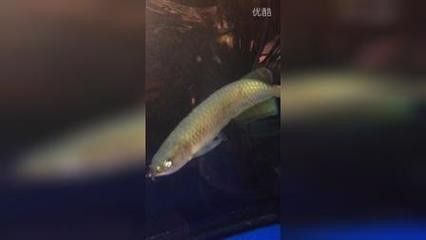 龍魚死前有什么征兆嗎（龍魚死亡前的一些征兆）