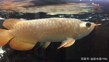 龍魚松鱗病用什么藥（如何治療龍魚松鱗?。? title=