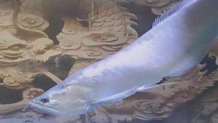 龍魚(yú)為什么頭朝下（龍魚(yú)頭朝下是怎么回事？）