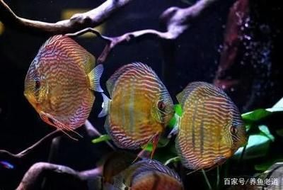 龍魚群養(yǎng)的壞處（龍魚群養(yǎng)會(huì)帶來哪些問題？） 龍魚百科 第3張