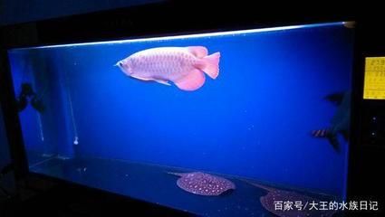 龍魚群養(yǎng)的壞處（龍魚群養(yǎng)會帶來哪些問題？） 龍魚百科 第5張