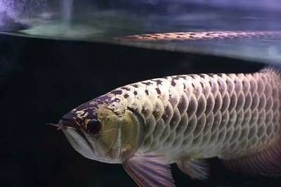 龍魚(yú)六排是什么意思（什么是龍魚(yú)六排） 龍魚(yú)百科 第4張