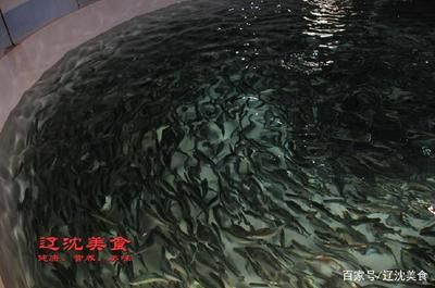 龍魚苗吃什么長得快（如何讓龍魚長得快一些） 龍魚百科 第1張