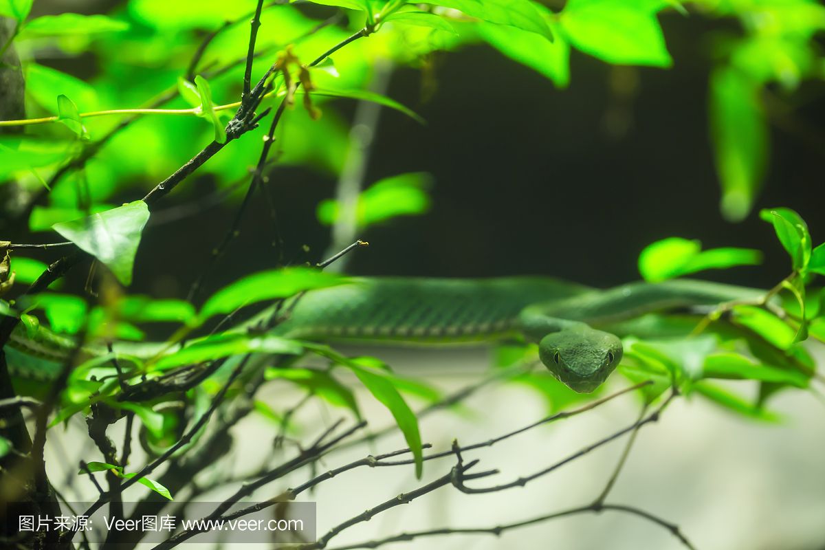 龍魚褪色嘴唇發(fā)白（龍魚褪色和嘴唇發(fā)白可能由多種因素引起） 龍魚百科 第1張