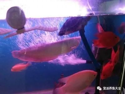 龍魚突然跳缸死了、迷信（傳統(tǒng)觀念中有魚跳缸是為主人擋災(zāi)的說法，龍魚也不例外）