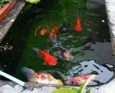 龍魚飼養(yǎng)綠水處理（如何處理龍魚飼養(yǎng)中的綠水問題）